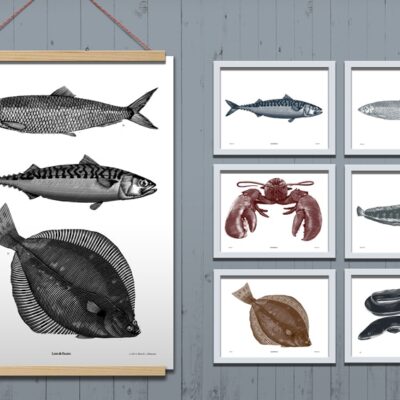 Poster Fish Taxonomy 4-pack