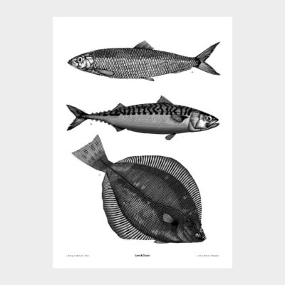 Poster Fish Taxonomy 4-pack